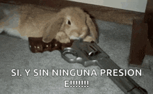 a rabbit laying on the floor next to a gun with the words si y sin ninguna presion e written below it