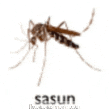 a picture of a mosquito with the word sasun in the bottom right corner