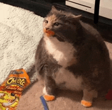 a cat is sitting next to a bag of cheetos