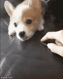 a brown and white corgi puppy is laying on a black leather couch and being petted by a person .