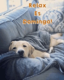 a dog is laying on a couch wrapped in a blanket with the words `` relax es domingo '' .