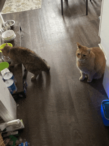 two cats are standing on a wooden floor looking at each other