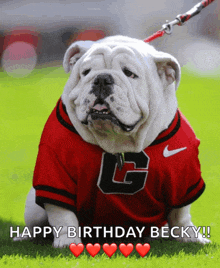 a bulldog wearing a red and black nike jersey with the letter g on it