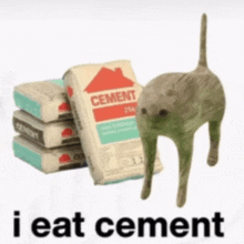 a cat standing next to a bag of cement