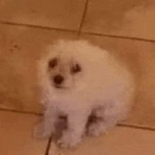 a small white puppy is sitting on a tiled floor .