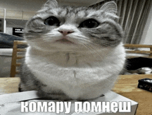 a cat sitting next to a box that says komapy pomhew