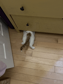 a white cat with a brown tail is laying on the floor under a yellow dresser