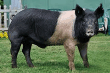 a black and white pig is standing in a grassy field .