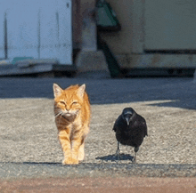 a cat and a crow are walking on a sidewalk