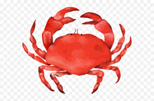 a red crab on a white background with a transparent backdrop