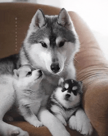 a husky dog laying on a couch with two puppies