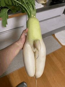 a person is holding a large white radish that looks like a woman 's butt