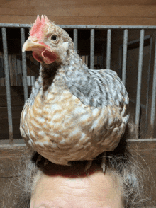 a chicken sitting on a woman 's head behind bars