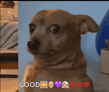 a dog with emojis on its face and the word good on the bottom