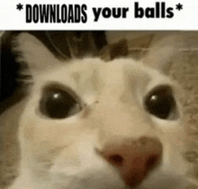 a close up of a white cat 's face with the words `` downloads your balls '' written above it .