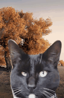 a black cat with a tree in the background