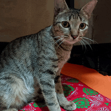 a cat is sitting on a bed with a pink and green blanket