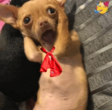 a small dog with a red bow around its neck is laying down on a bed .