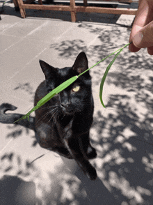 a black cat with a green leaf on its face