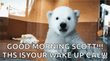 a polar bear cub says good morning scott this is your wake up cal