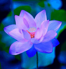 a close up of a purple lotus flower with blue petals