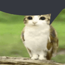 a cat that looks like an owl with a speech bubble above it