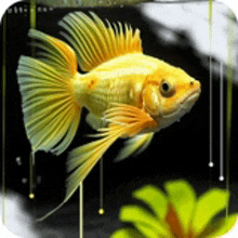 a goldfish is swimming in a tank next to a flower