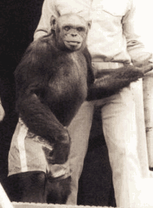 a black and white photo of a chimpanzee standing next to a man in shorts .