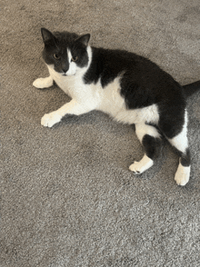 a black and white cat laying on a gray carpet