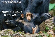 a baby chimpanzee is being held by its mother with the caption " no problem now sit back n relax yeah right "