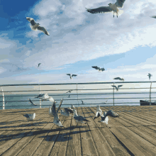 a flock of seagulls are standing on a wooden deck near the ocean