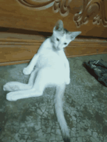 a white cat is laying on the floor in front of a carved wooden headboard