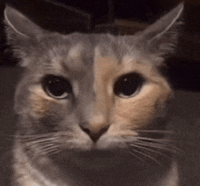 a close up of a cat 's face with a gray and tan color