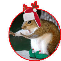 a squirrel wearing a santa hat with antlers on it