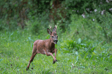 a brown deer with antlers is running through a grassy field