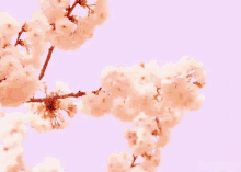 a close up of a cherry blossom tree with a purple background