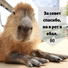 a picture of a capybara with a caption in russian that says за совет спасибо но в рот я ебал