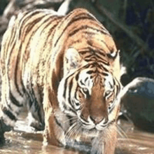 a tiger is walking through the water and drinking water .