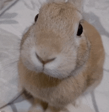 a close up of a rabbit 's face looking up at the camera