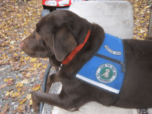 a brown dog wearing a blue service dog vest