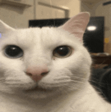 a close up of a white cat 's face with a pink nose