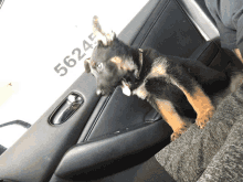 a german shepherd puppy is sitting in the back seat of a car