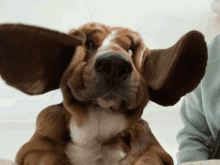 a close up of a dog 's face with a person behind it