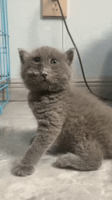 a small gray kitten is sitting on the floor in front of a blue cage .