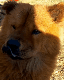 a close up of a dog 's face with a black nose