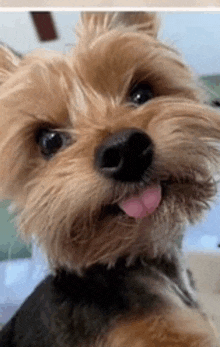 a close up of a yorkshire terrier with its tongue out .