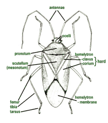 a drawing of a bug with antennae pronotum scutellum mesonotum and hard