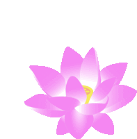 a pink lotus flower with a yellow center