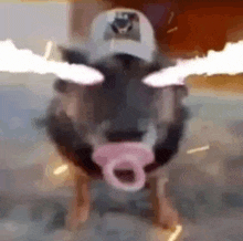 a pig with a pacifier in its mouth is wearing a hat and smoking a cigarette .