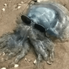 a jellyfish wearing sunglasses is laying on the sand on the beach .